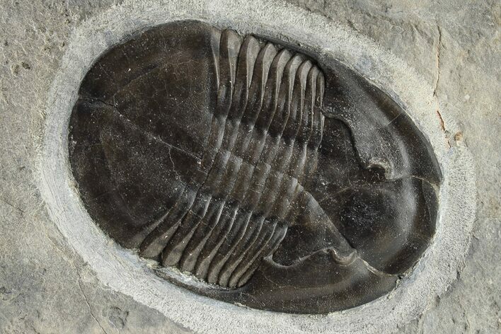 Isoteloides Flexus Trilobite - Fillmore Formation, Utah #226169
